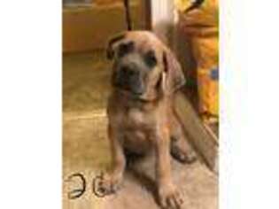 Cane Corso Puppy for sale in Sunnyside, WA, USA