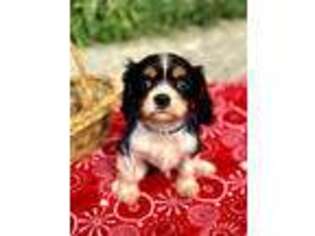 Cavalier King Charles Spaniel Puppy for sale in Marshall, MI, USA