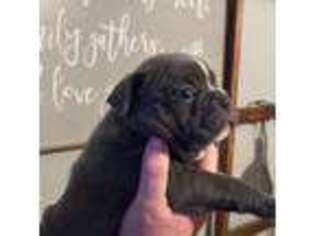 Mutt Puppy for sale in Ashland, VA, USA