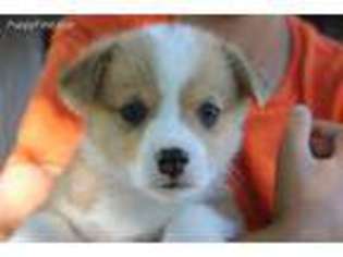 Pembroke Welsh Corgi Puppy for sale in Almena, WI, USA