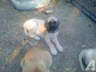 Mastiff Puppy for sale in NEW HARTFORD, NY, USA