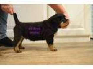 Rottweiler Puppy for sale in Rockvale, TN, USA