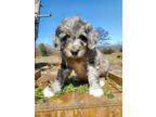 Saint Berdoodle Puppy for sale in Mena, AR, USA