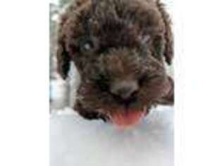 Labradoodle Puppy for sale in Sandy, OR, USA