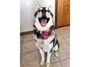 Siberian Husky Puppy for sale in Bowling Green, OH, USA