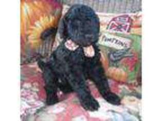 Mutt Puppy for sale in Everett, PA, USA