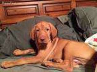 Vizsla Puppy for sale in Valley View, PA, USA
