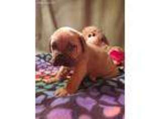 Bullmastiff Puppy for sale in Stewartsville, MO, USA
