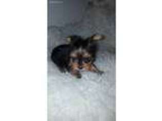 Yorkshire Terrier Puppy for sale in Central, SC, USA