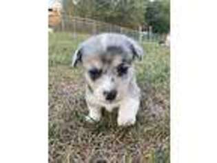Pembroke Welsh Corgi Puppy for sale in Church Hill, TN, USA