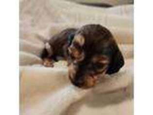 Dachshund Puppy for sale in Lathrop, CA, USA
