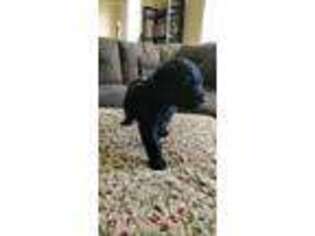 Schnoodle (Standard) Puppy for sale in Philomath, OR, USA