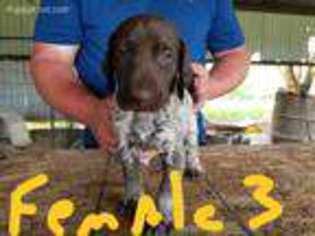 German Shorthaired Pointer Puppy for sale in Viola, IL, USA