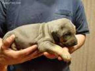 Doberman Pinscher Puppy for sale in Alturas, CA, USA