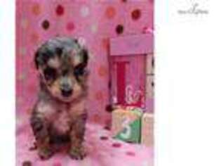 Mutt Puppy for sale in Scottsbluff, NE, USA