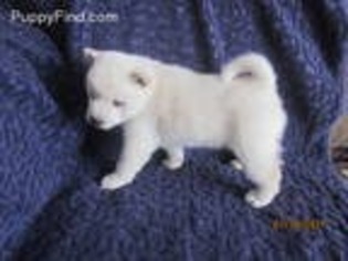 Shiba Inu Puppy for sale in Sheldon, WI, USA