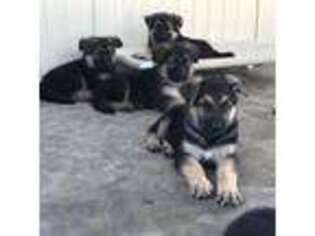 German Shepherd Dog Puppy for sale in Celina, OH, USA