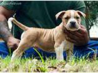 Alapaha Blue Blood Bulldog Puppy for sale in Florence, TX, USA