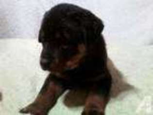 Rottweiler Puppy for sale in ROBERTSDALE, PA, USA