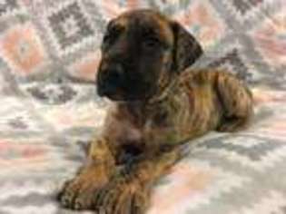 Great Dane Puppy for sale in Uniontown, PA, USA