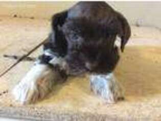 Mutt Puppy for sale in Burns Flat, OK, USA
