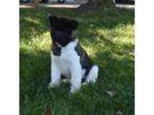 Akita Puppy for sale in New Holland, PA, USA