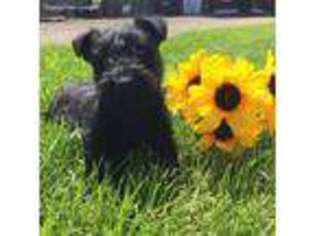 Scottish Terrier Puppy for sale in Kimball, MN, USA