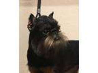 Brussels Griffon Puppy for sale in Sacramento, CA, USA
