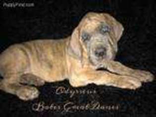Great Dane Puppy for sale in Pottsboro, TX, USA