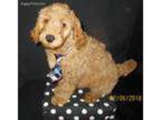 Goldendoodle Puppy for sale in Hesston, KS, USA