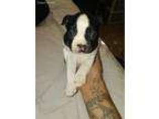 Boston Terrier Puppy for sale in Beaverton, OR, USA