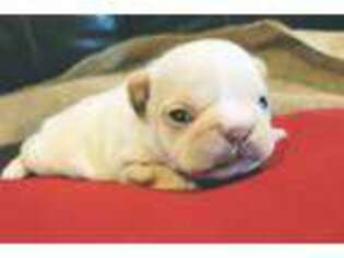 French Bulldog Puppy for sale in Salem, MO, USA
