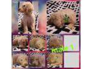 Labradoodle Puppy for sale in Reading, MI, USA