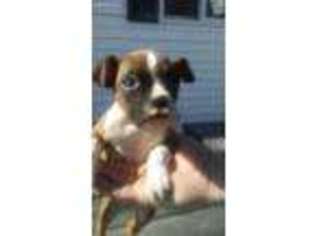 Boxer Puppy for sale in Kokomo, IN, USA