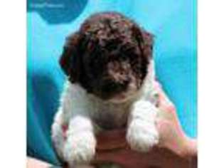 Labradoodle Puppy for sale in Patterson, MO, USA