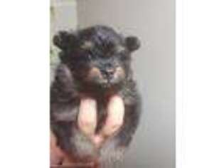 Pomeranian Puppy for sale in Corbin, KY, USA