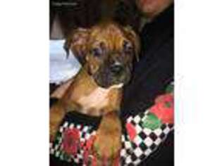 Boxer Puppy for sale in Lebanon, MO, USA