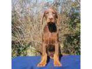 Doberman Pinscher Puppy for sale in Woodstock, MD, USA