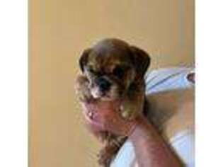 Bulldog Puppy for sale in Fate, TX, USA