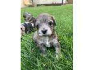 Mutt Puppy for sale in Rocky Ford, CO, USA