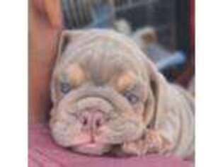 Bulldog Puppy for sale in Huntington Beach, CA, USA