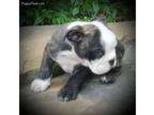 Bulldog Puppy for sale in Pittsburgh, PA, USA