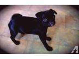 Pug Puppy for sale in SHARON, PA, USA