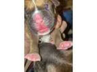 Boxer Puppy for sale in East Stroudsburg, PA, USA