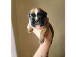 Boxer Puppy for sale in Bowling Green, KY, USA