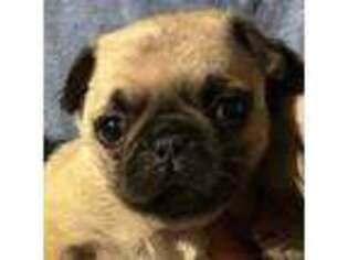 Pug Puppy for sale in Vineland, NJ, USA