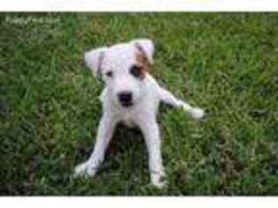 Jack Russell Terrier Puppy for sale in Jasper, TX, USA