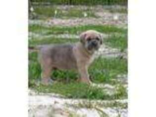 Cane Corso Puppy for sale in Fort White, FL, USA