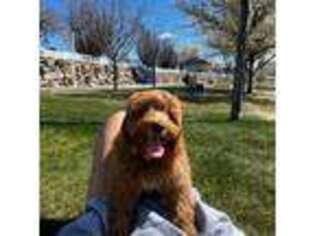 Mutt Puppy for sale in Sparks, NV, USA