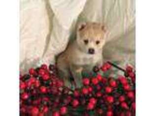Shiba Inu Puppy for sale in Marion, OH, USA